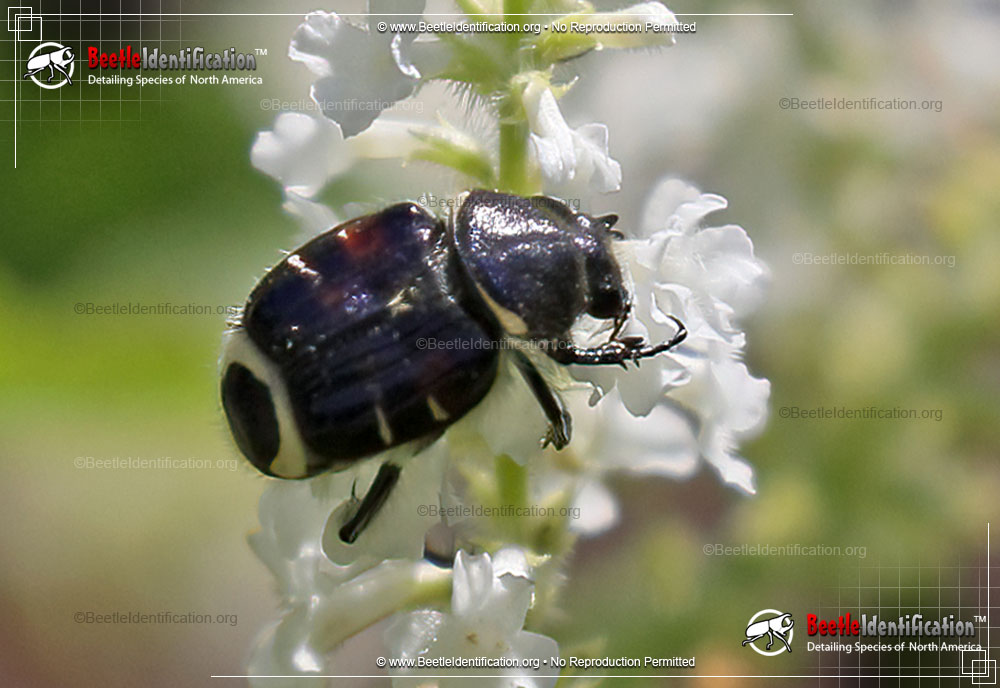 Full-sized image #1 of the Bee-like Flower Scarab Beetle
