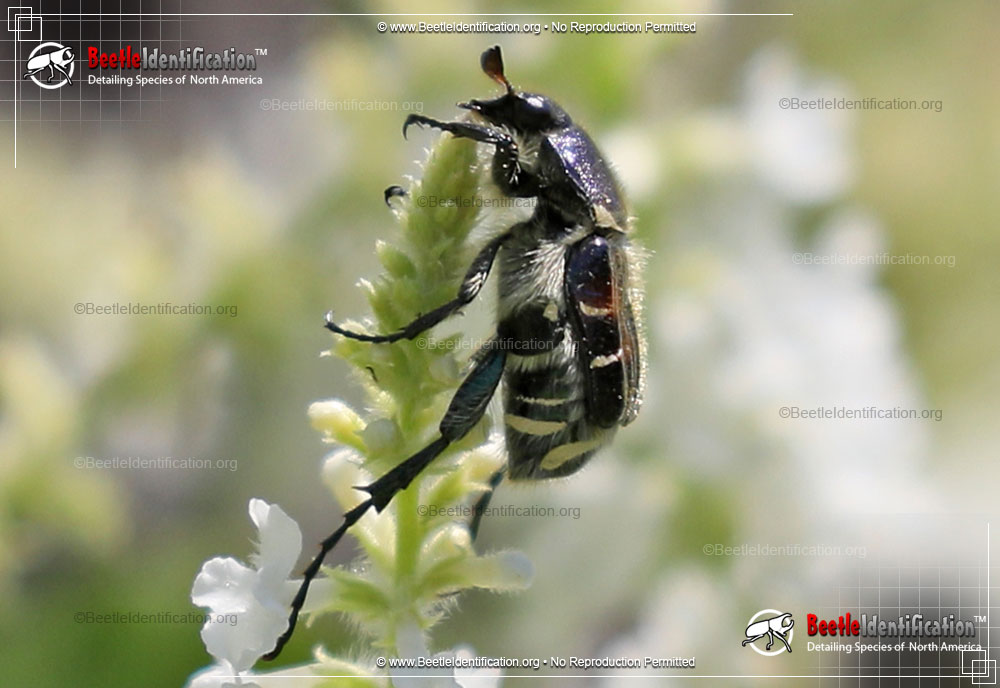 Full-sized image #3 of the Bee-like Flower Scarab Beetle