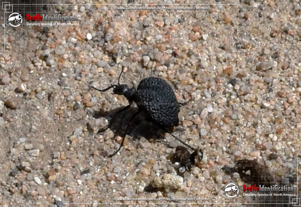 Full-sized image #4 of the Black Bladder-bodied Meloid Beetle