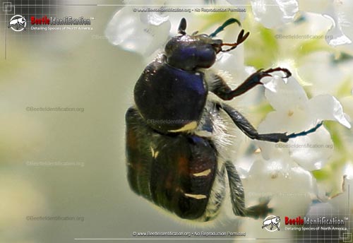 Thumbnail image #2 of the Bee-like Flower Scarab Beetle