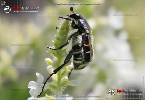Thumbnail image #3 of the Bee-like Flower Scarab Beetle