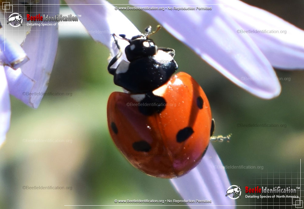 Full-sized image #4 of the Seven-spotted Lady Beetle
