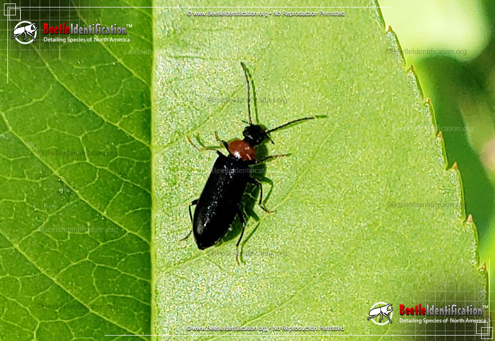 Full-sized image #3 of the Soldier Beetle - <em>Silis spp.</em>