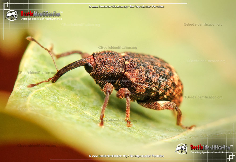 Full-sized image #1 of the Acorn Weevil