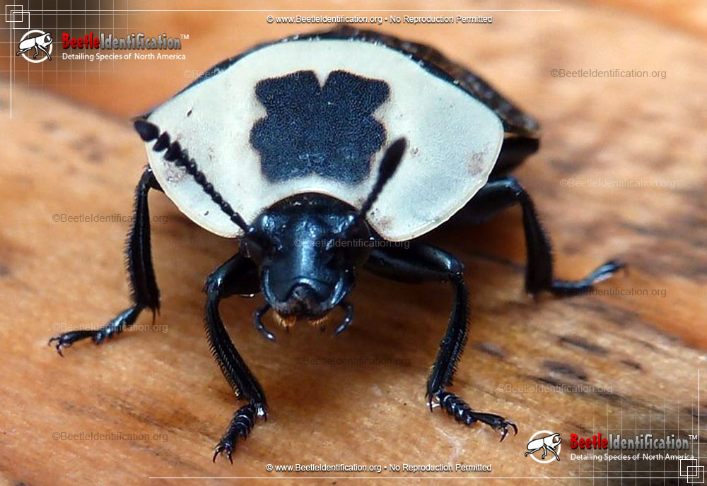 Full-sized image #1 of the American Carrion Beetle