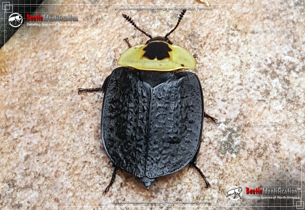 Full-sized image #2 of the American Carrion Beetle