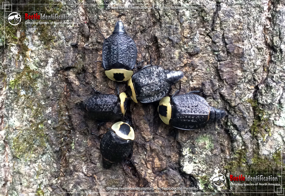 Full-sized image #5 of the American Carrion Beetle