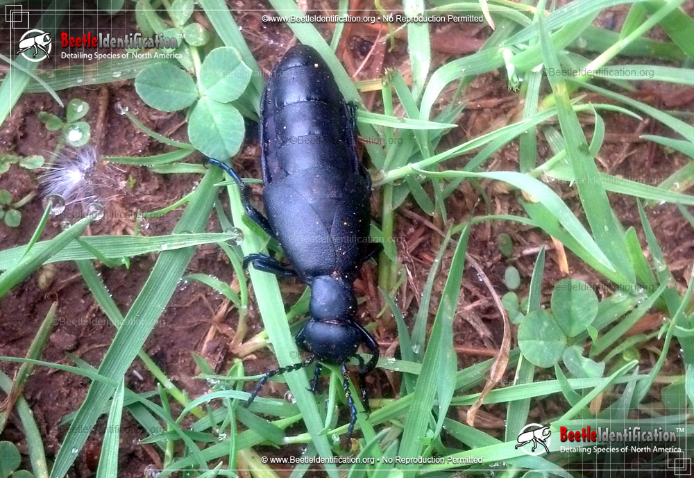 Full-sized image #2 of the American Oil Beetle