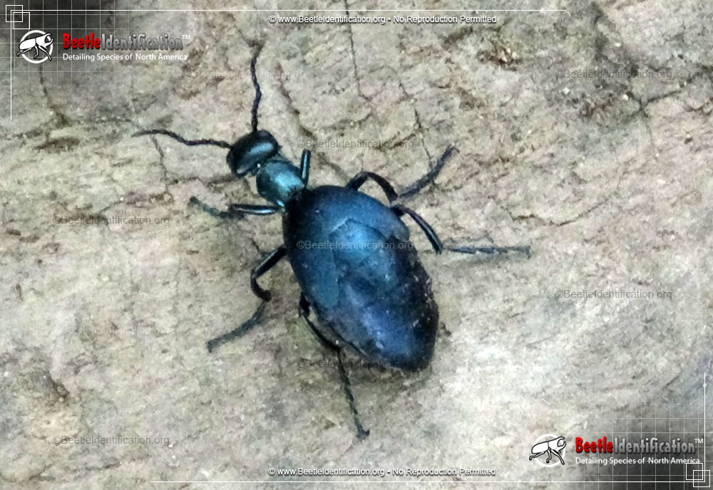 Full-sized image #3 of the American Oil Beetle
