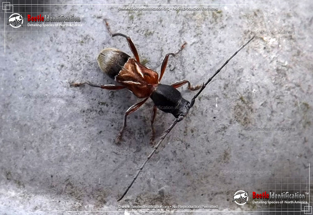 Full-sized image #1 of the Ant-like Longhorn Beetle