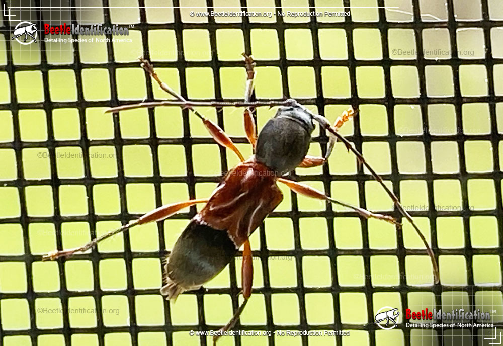 Full-sized image #2 of the Ant-like Longhorn Beetle