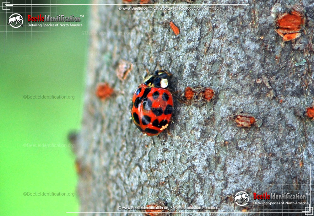 Full-sized image #2 of the Asian Multi-colored Lady Beetle