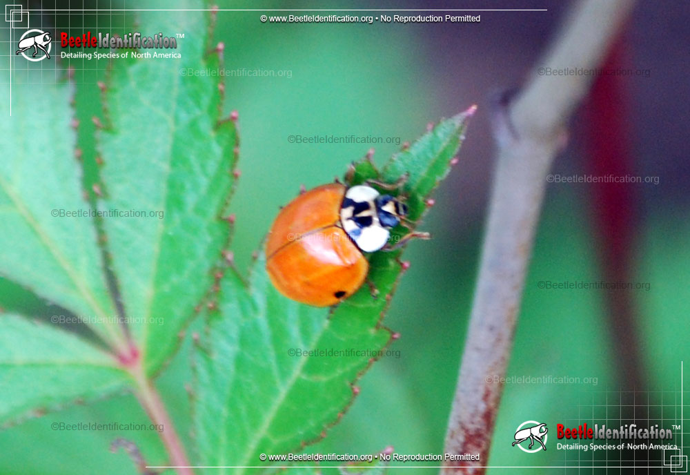 Full-sized image #3 of the Asian Multi-colored Lady Beetle