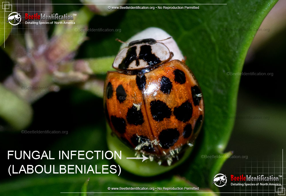 Full-sized image #1 of the Asian Multi-colored Lady Beetle