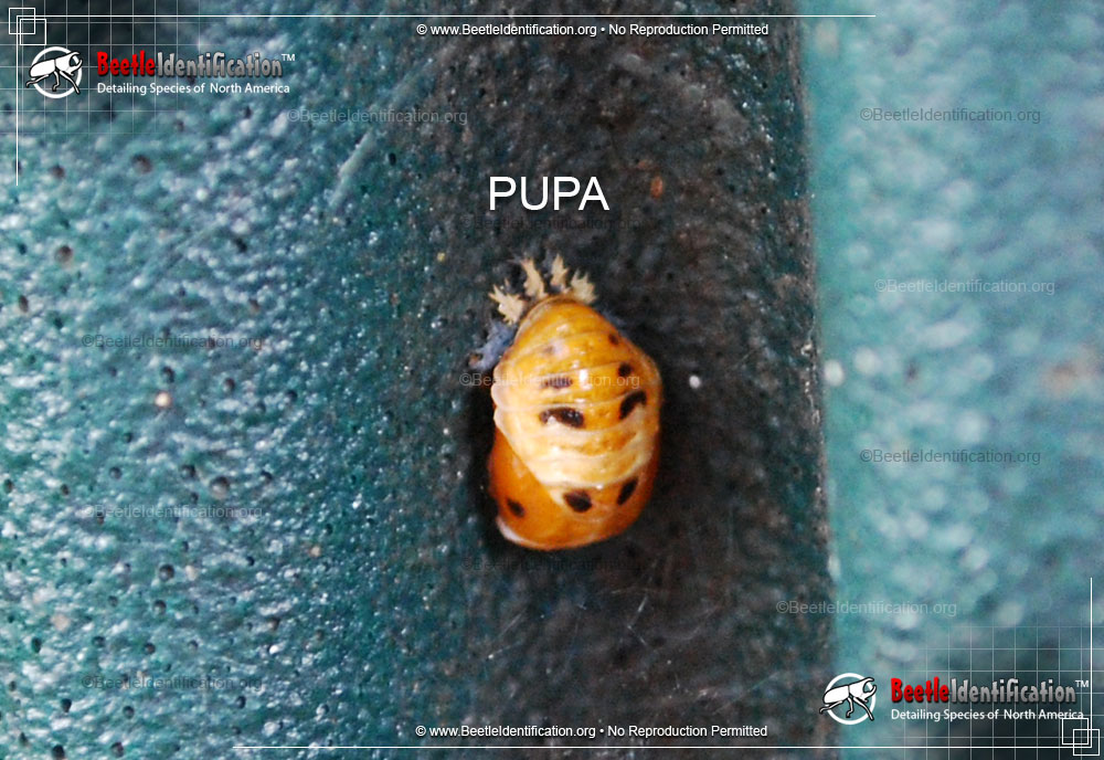 Full-sized image #5 of the Asian Multi-colored Lady Beetle