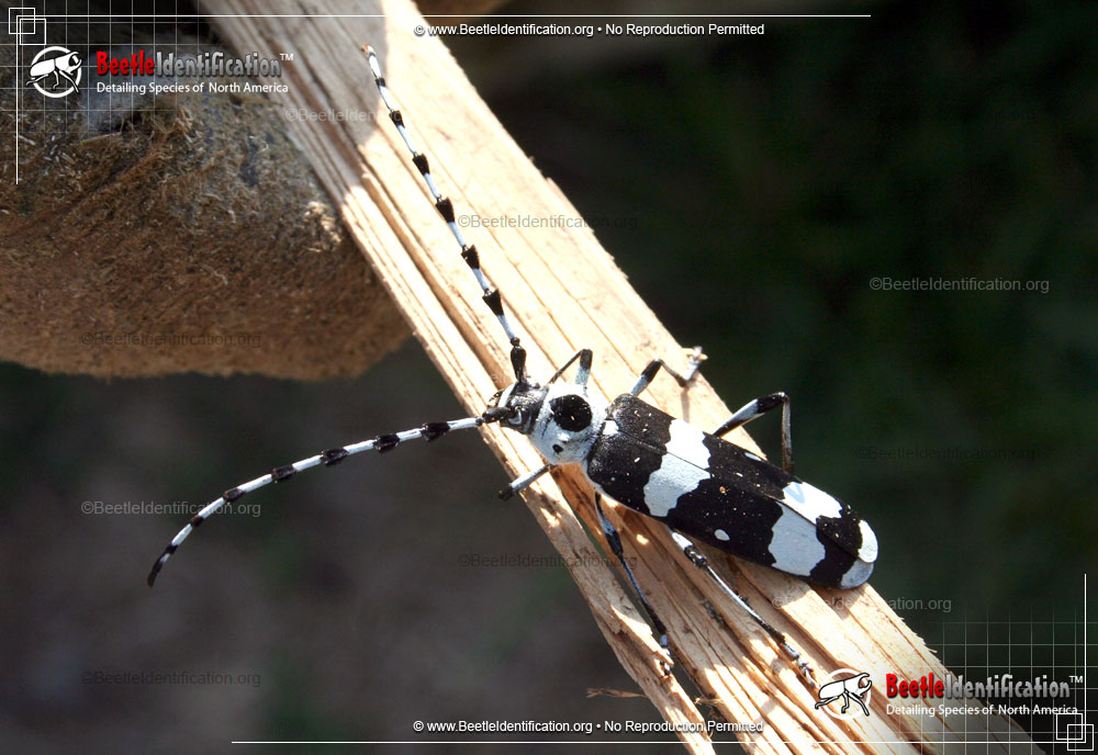 Full-sized image #3 of the Banded Alder Borer Beetle