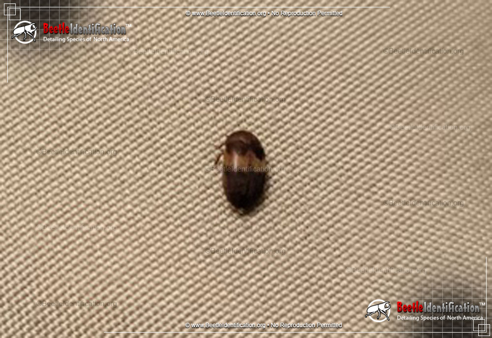 Full-sized image #1 of the Banded Black Carpet Beetle