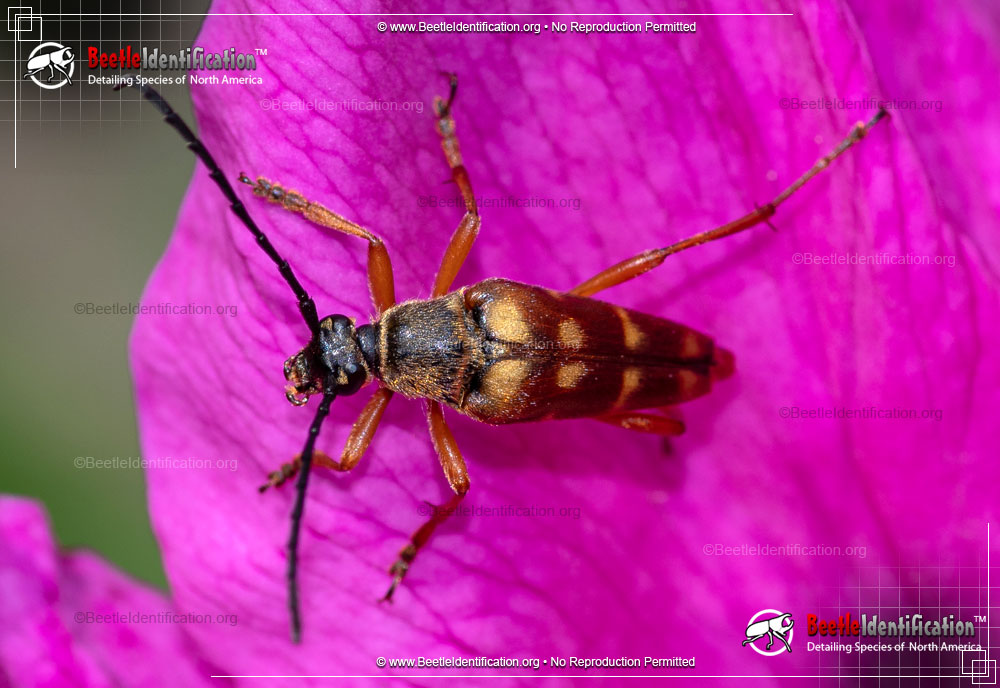 Full-sized image #1 of the Banded Longhorn Beetle