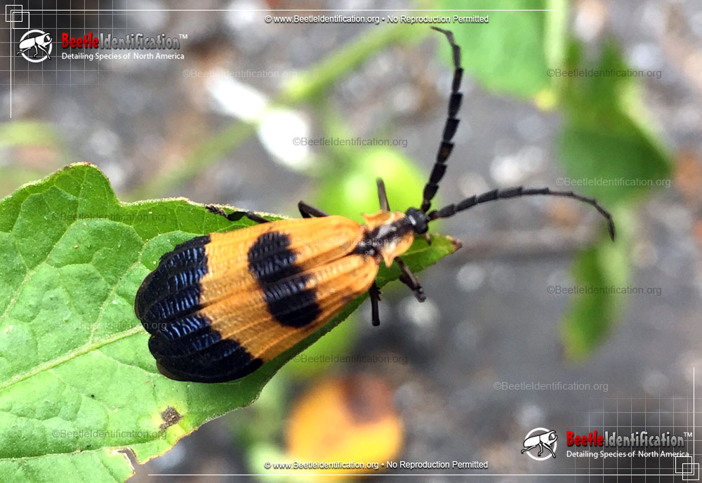 Full-sized image #1 of the Banded Net-winged Beetle