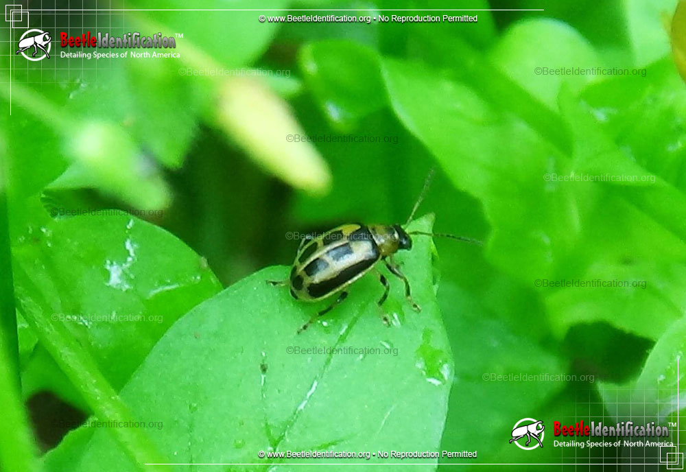 Full-sized image #1 of the Bean Leaf Beetle