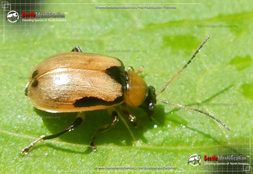 Full-sized image #3 of the Bean Leaf Beetle