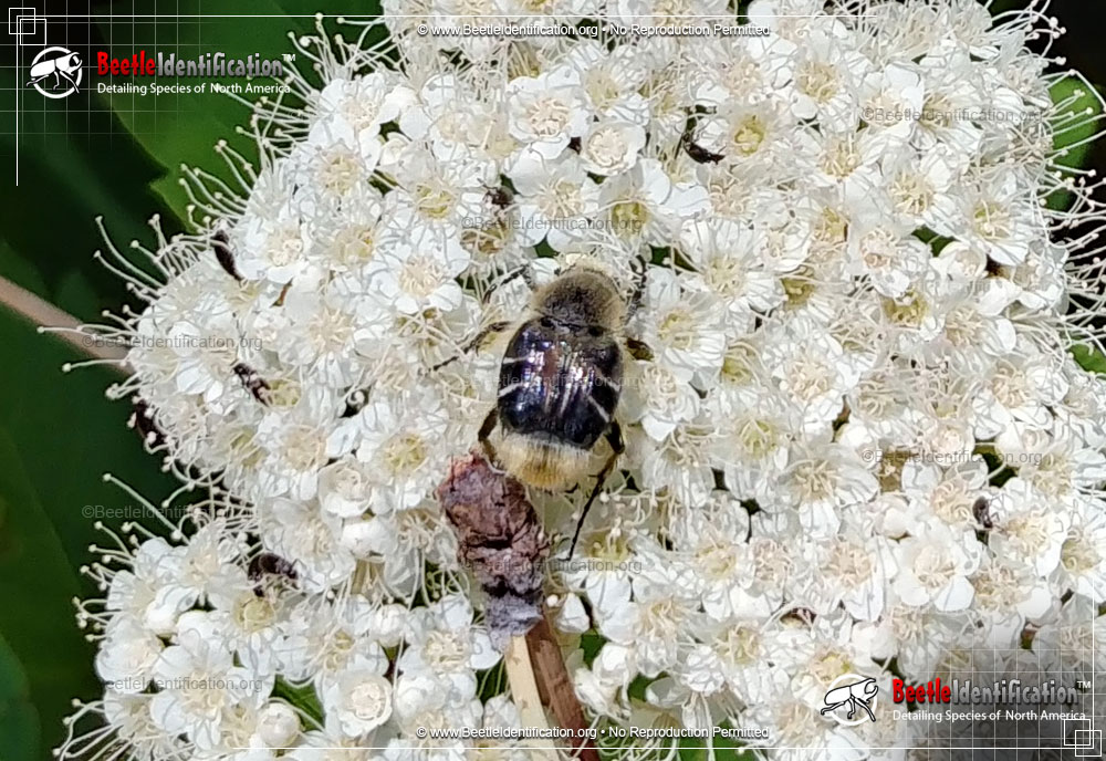 Full-sized image #2 of the Bee-like Flower Scarab Beetle