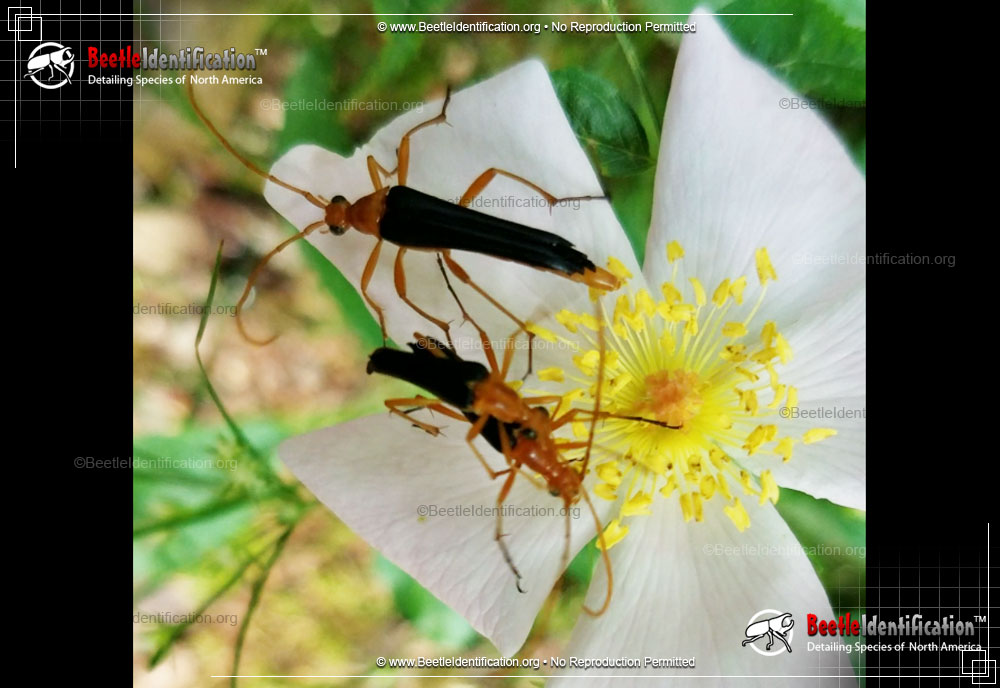 Full-sized image #1 of the Bicolored Flower Longhorn