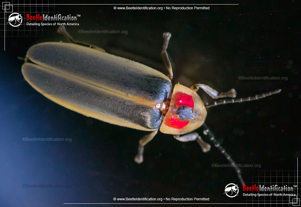 Full-sized image #5 of the Big Dipper Firefly
