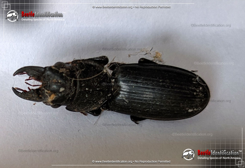 Full-sized image #1 of the Big-headed Ground Beetle