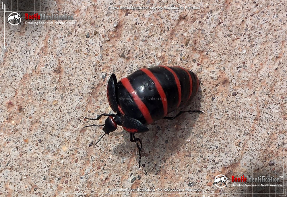 Full-sized image #2 of the Black and Red Blister Beetle