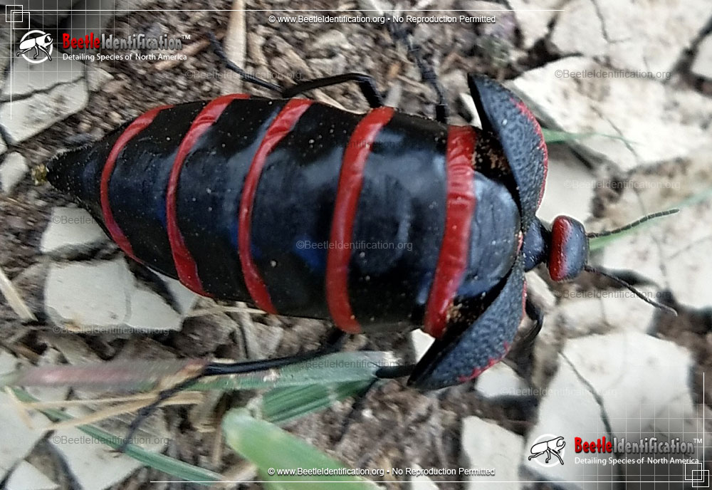 Full-sized image #3 of the Black and Red Blister Beetle