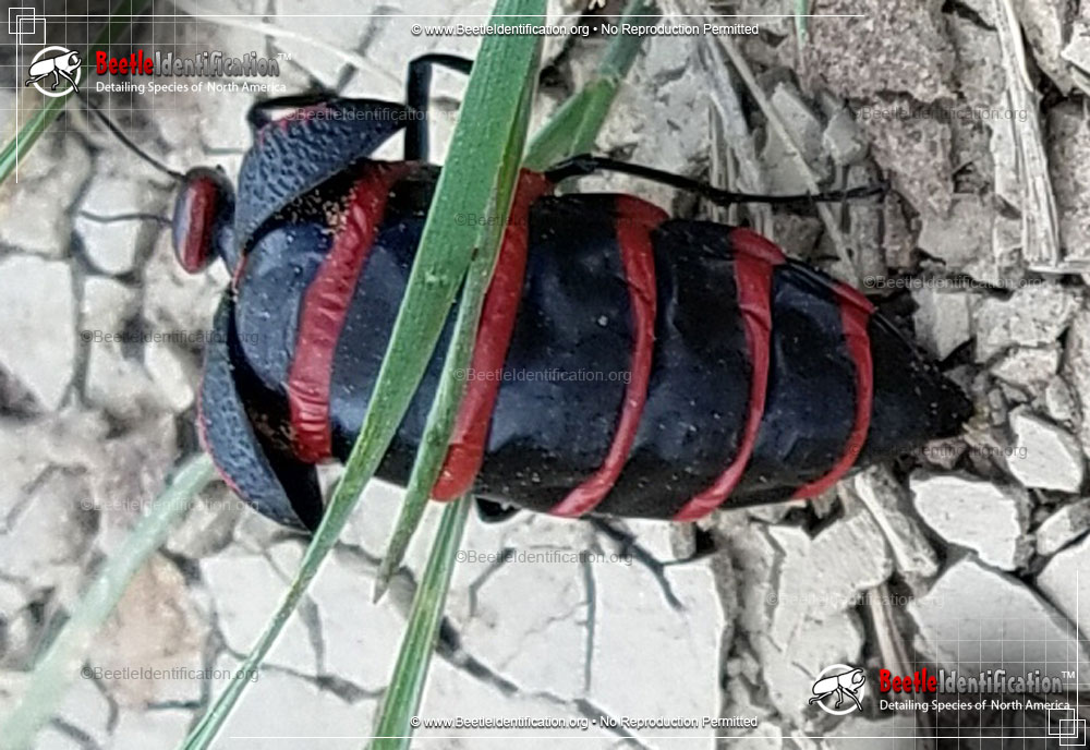 Full-sized image #4 of the Black and Red Blister Beetle