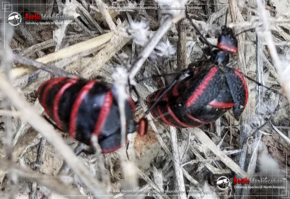 Full-sized image #5 of the Black and Red Blister Beetle