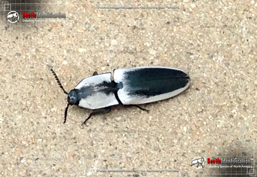 Full-sized image #1 of the Black-and-white Click Beetle