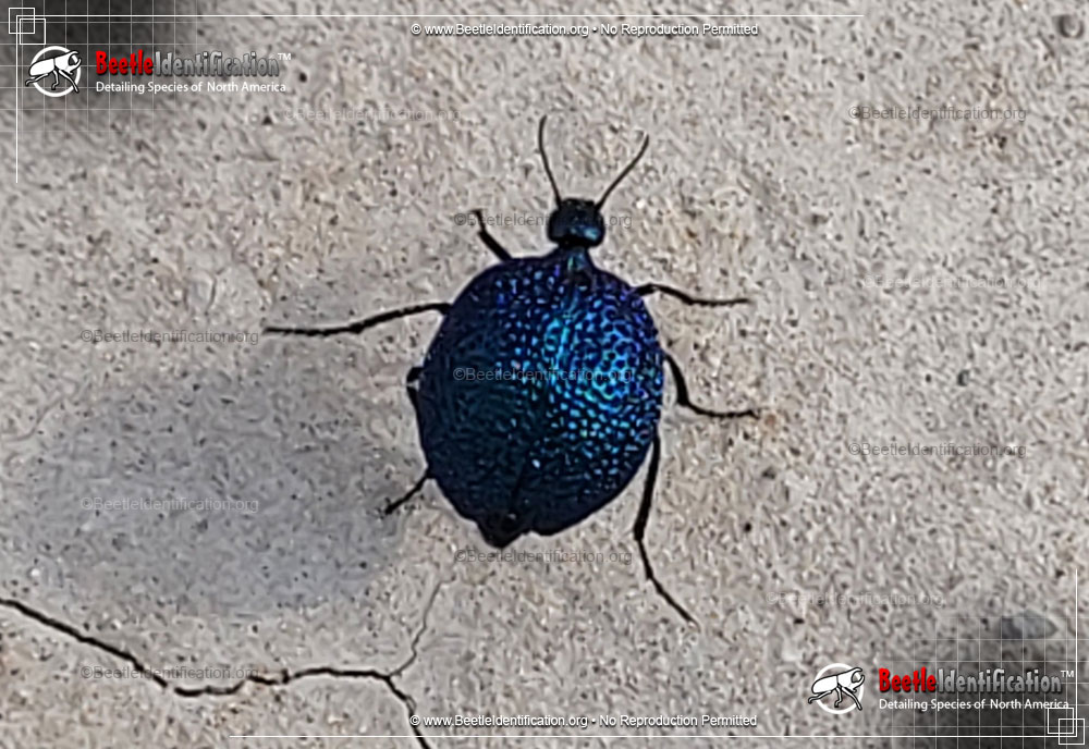 Full-sized image #1 of the Black Bladder-bodied Meloid Beetle