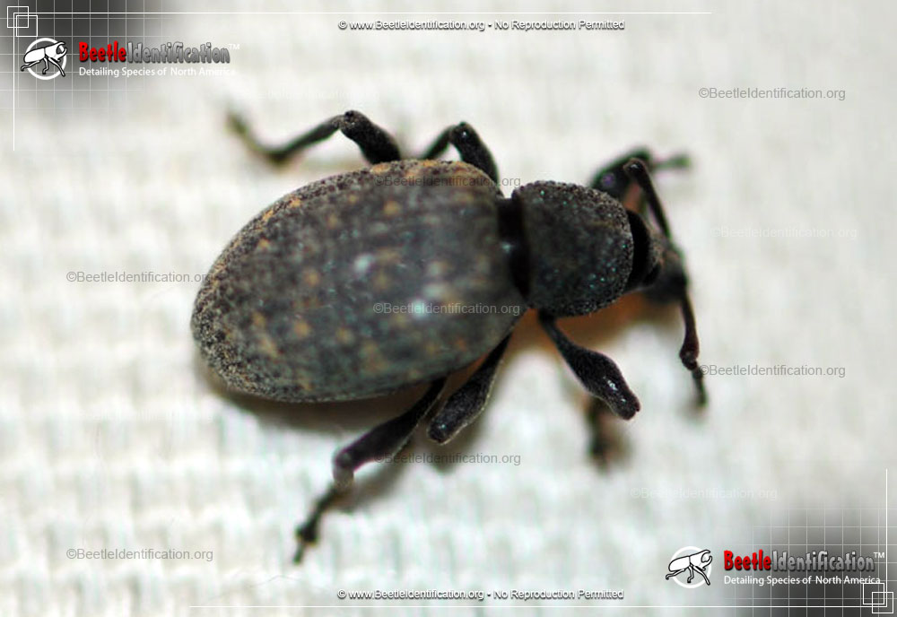 Full-sized image #1 of the Black Vine Weevil
