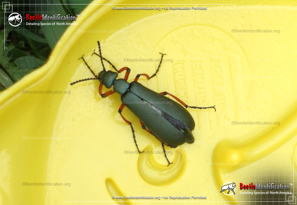 Full-sized image #1 of the Blister Beetle