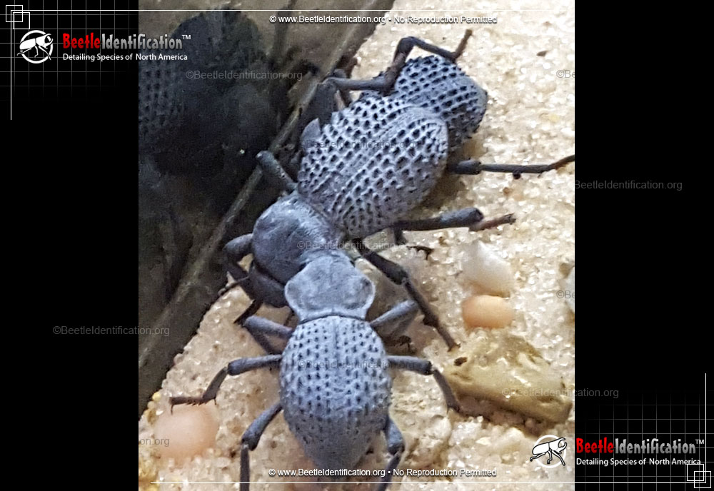 Full-sized image #1 of the Blue Death-Feigning Beetle