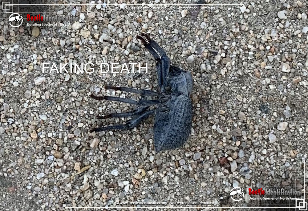Full-sized image #3 of the Blue Death-Feigning Beetle