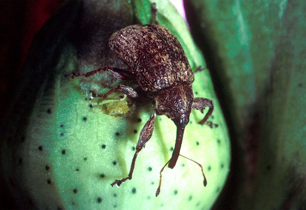 Full-sized image #1 of the Boll Weevil