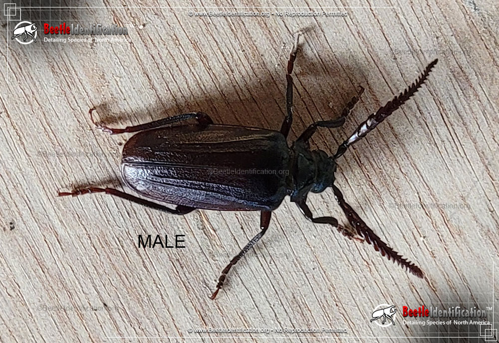 Full-sized image #1 of the Broad-Necked Root Borer