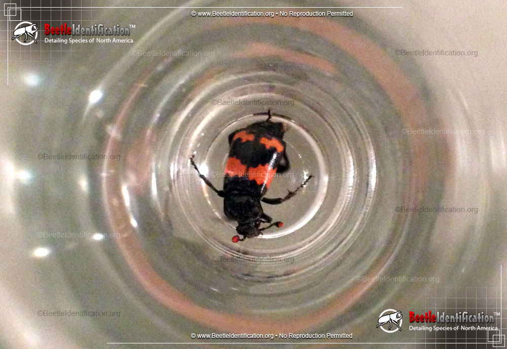 Full-sized image #1 of the Burying Beetle