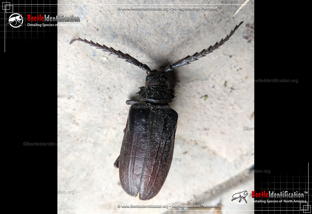 Full-sized image #4 of the California Root Borer Beetle