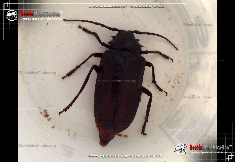 Full-sized image #5 of the California Root Borer Beetle