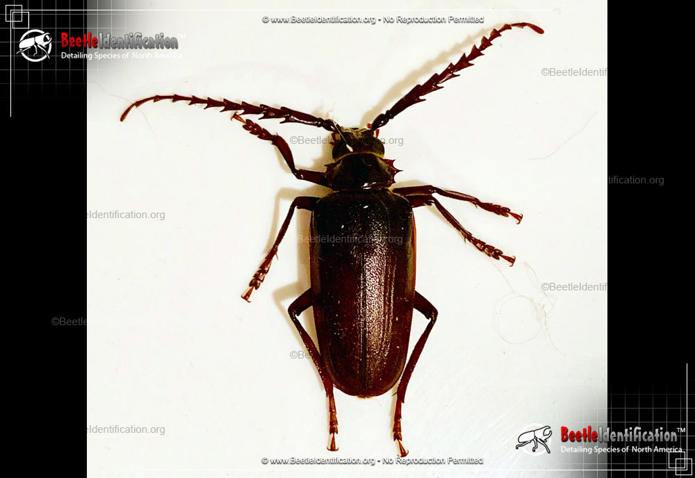 Full-sized image #3 of the California Root Borer Beetle