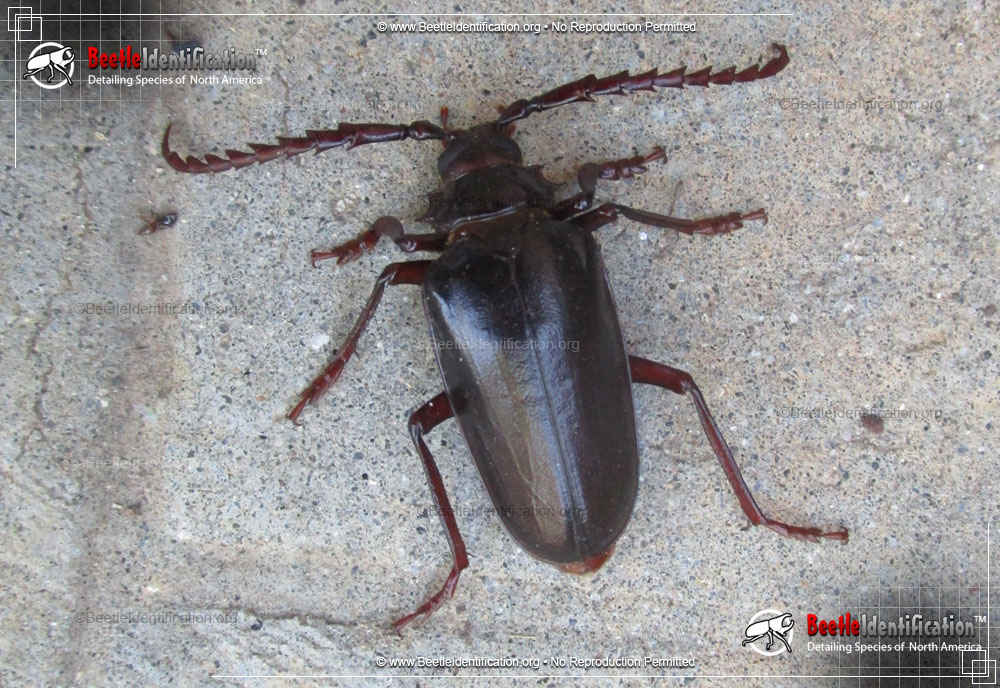 Full-sized image #1 of the California Root Borer Beetle