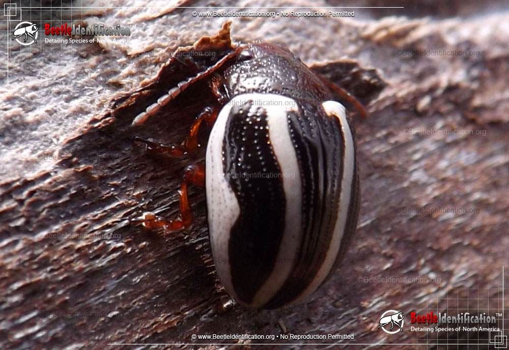 Full-sized image #1 of the Calligrapha Beetle