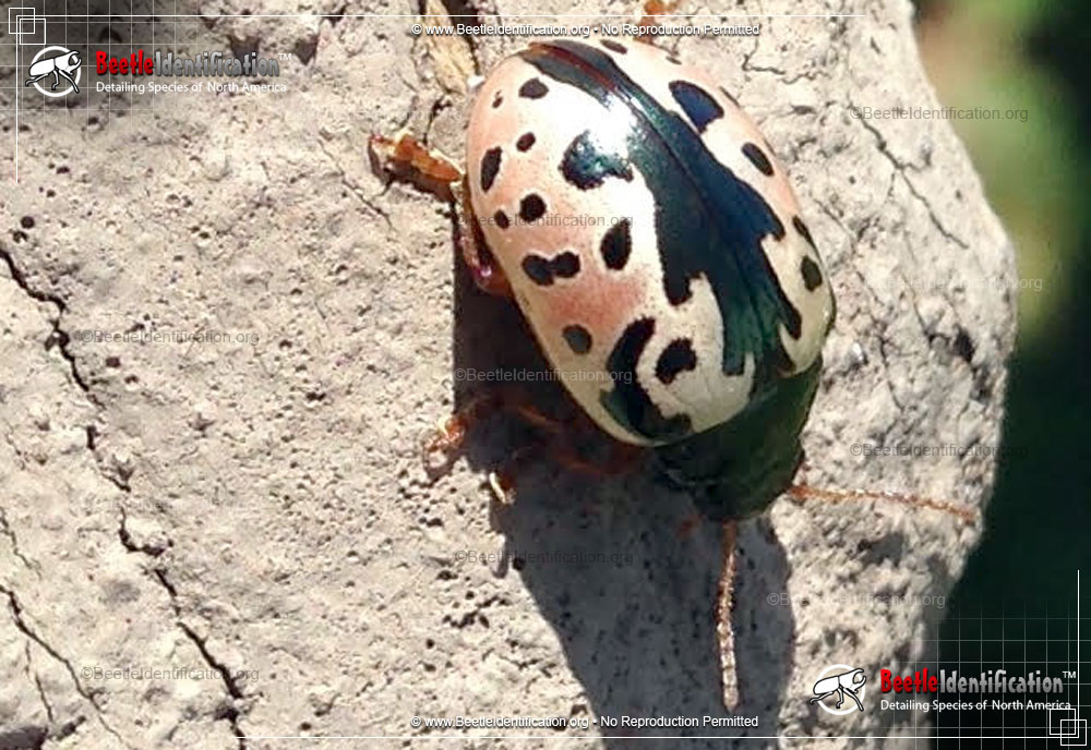 Full-sized image #3 of the Calligrapha Beetle