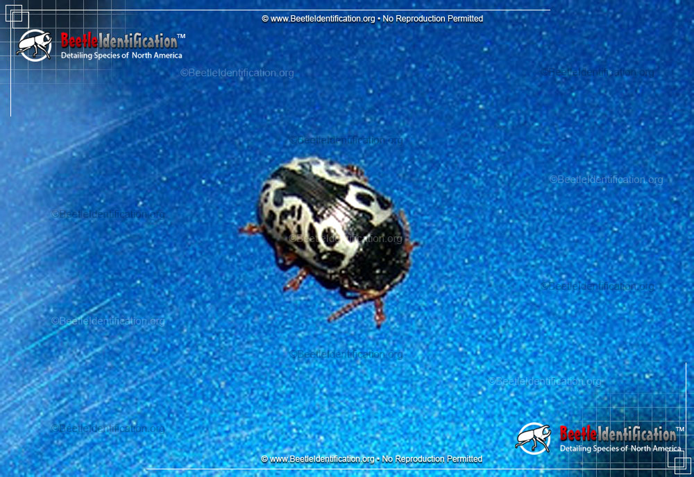 Full-sized image #5 of the Calligrapha Beetle