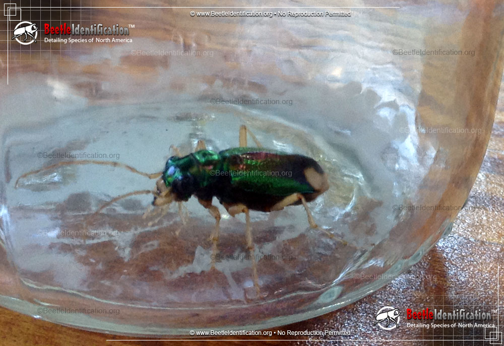 Full-sized image #1 of the Carolina Tiger Beetle